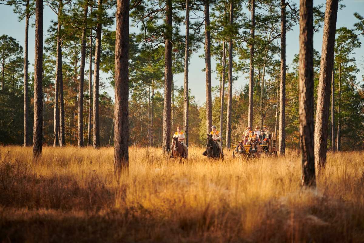 Wagon hunt at SouthWind Plantation