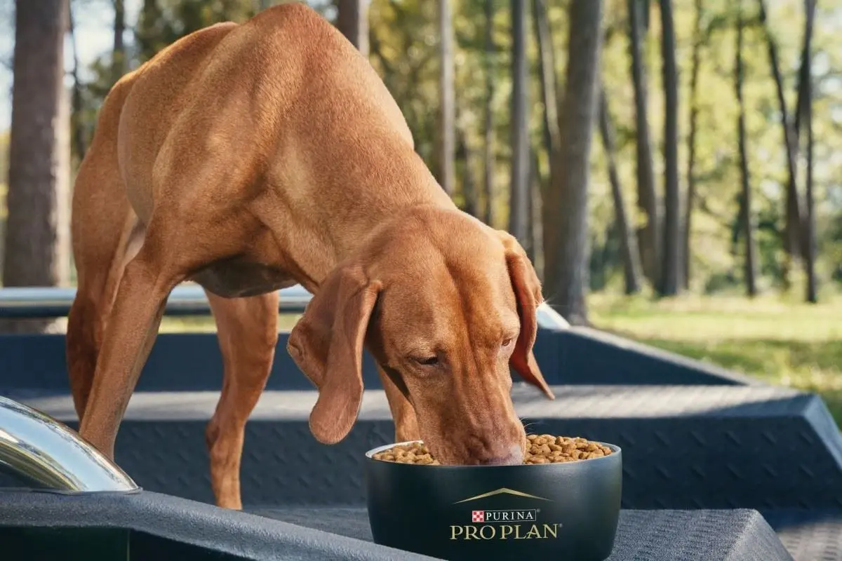 Vizsla on a diet of Purina Pro Plan