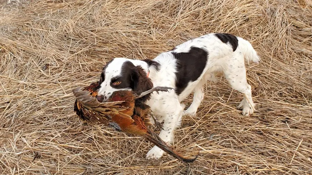 Dog carrying bird