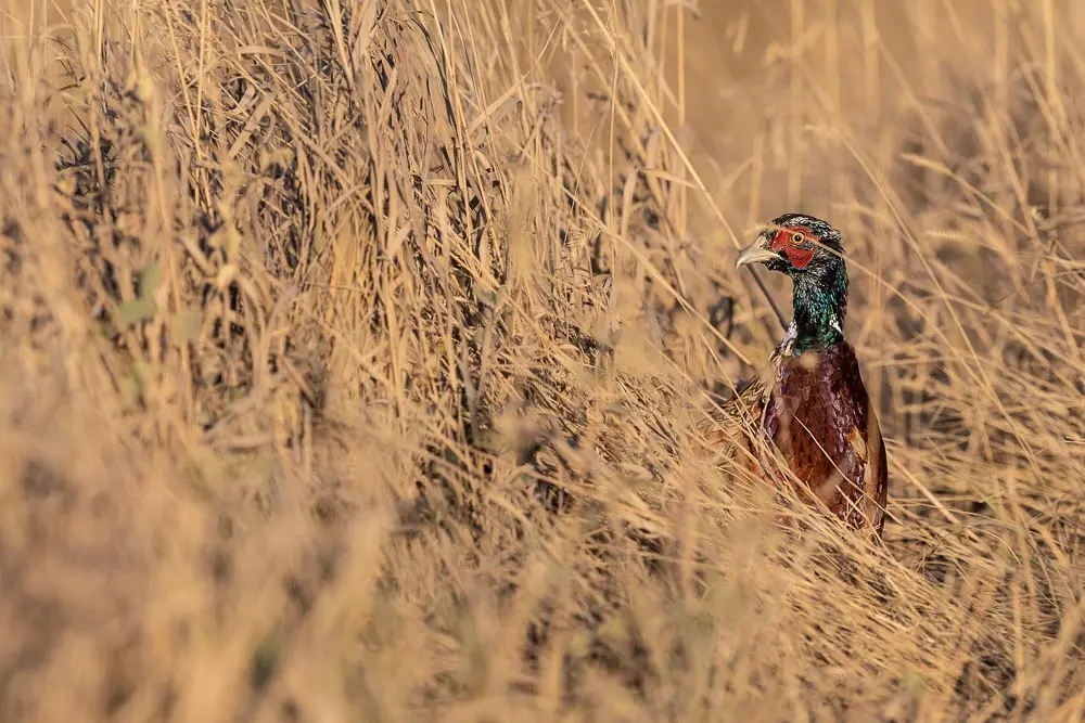 fowl in a field