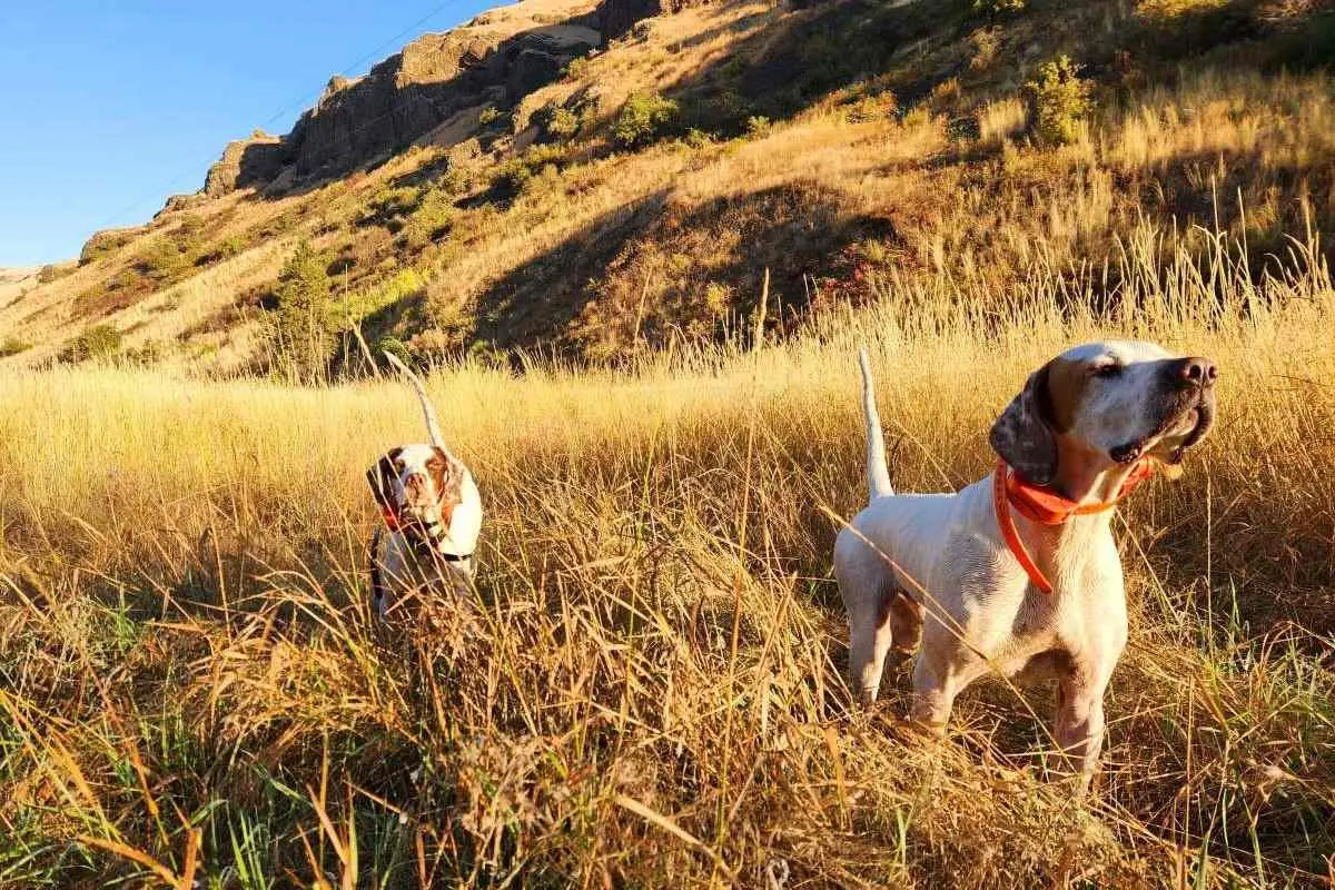 Pointing Dogs at Flying B Ranch