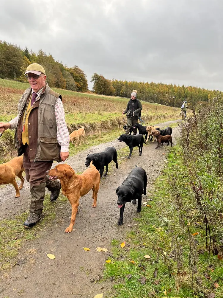 dogs on a path