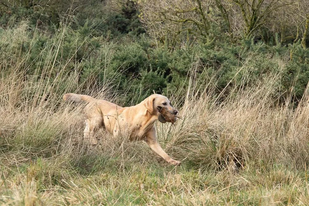 dog carrying a bird