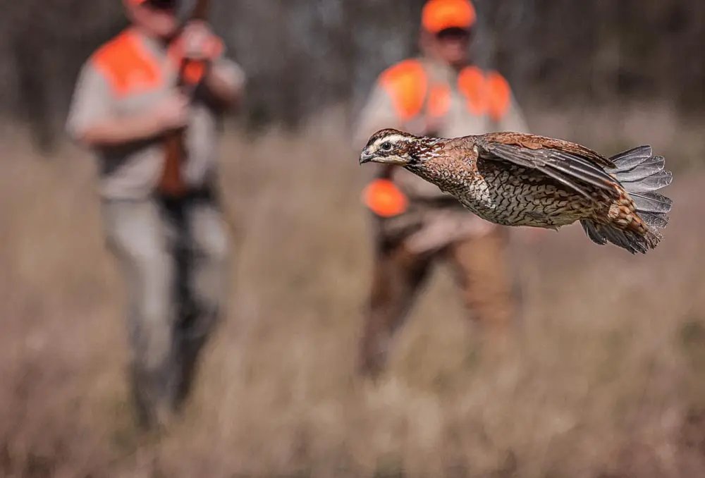 bird flying by hunters