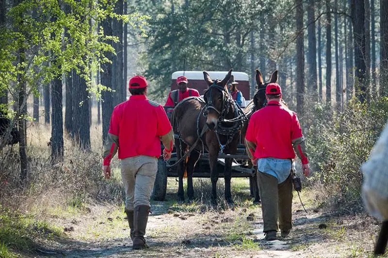 Pine Hill Plantation mule drawn wagon hunt