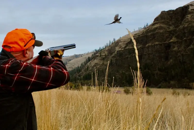 Flying B Ranch Idaho Pheasant Hunting