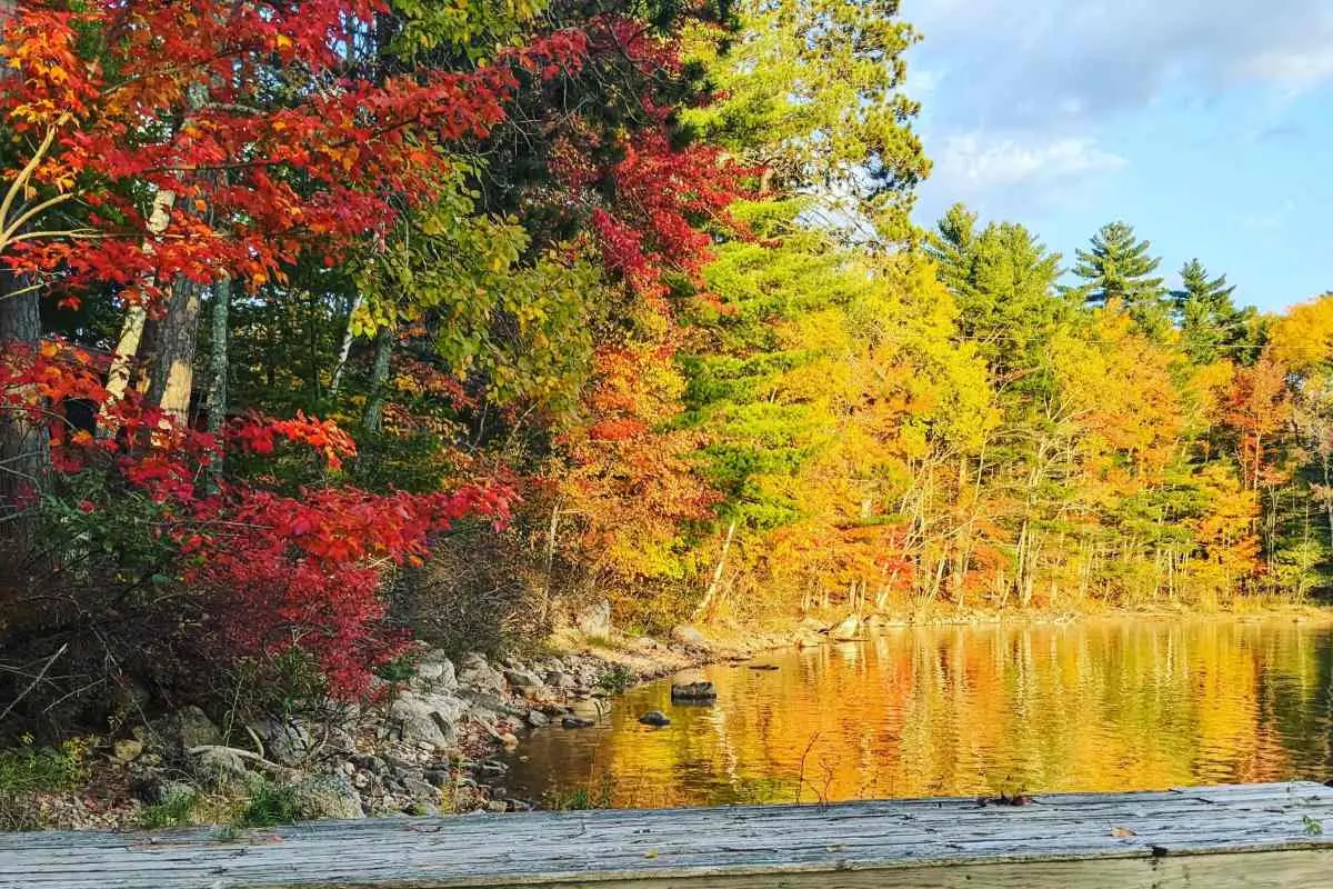 Leen's Lodge foliage