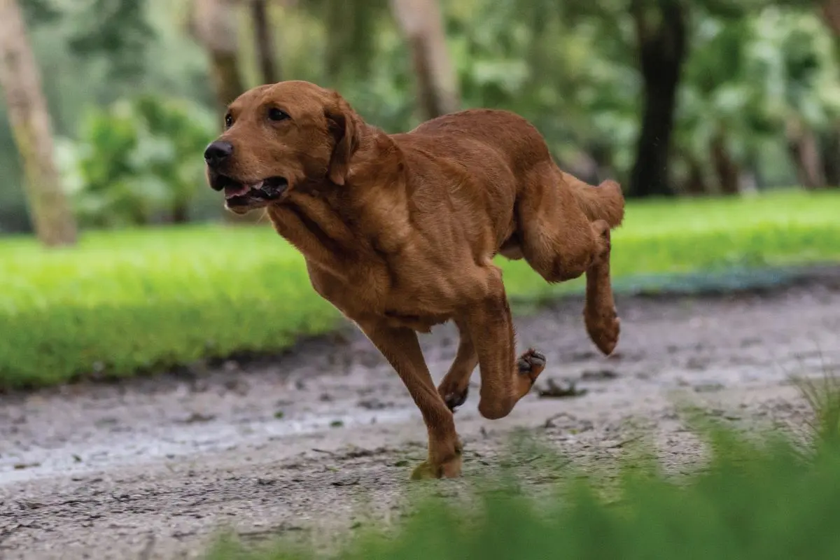 Eukanuba Training Dog in Hot Weather