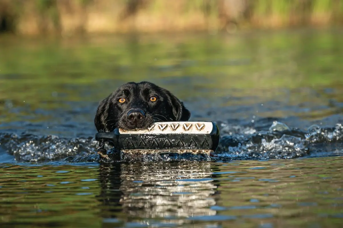Eukanuba Training Dog in Hot Weather