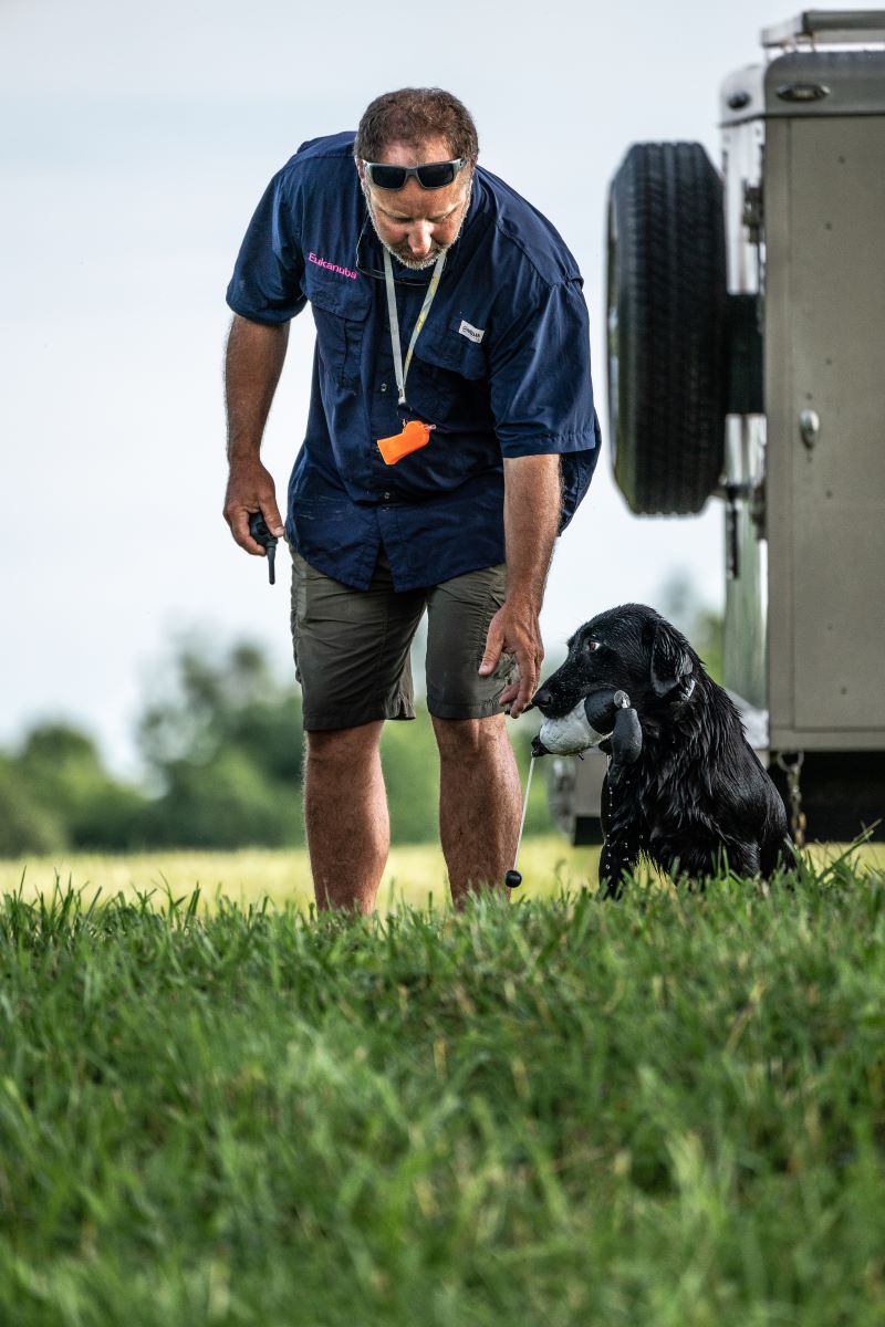 Eukanuba Training Dog in Hot Weather