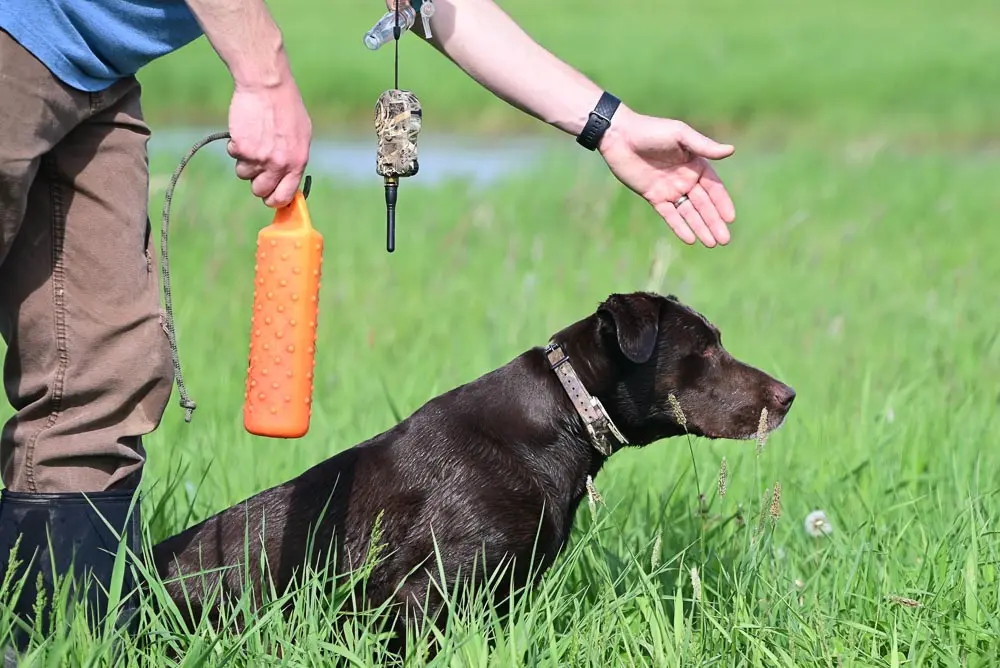 dog in a field