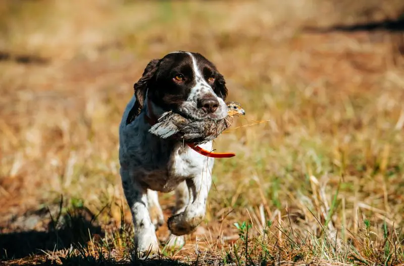 Brays Island Quail Retriever