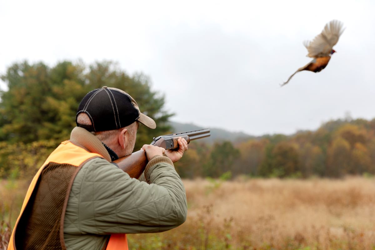 Primland Pheasant Hunting