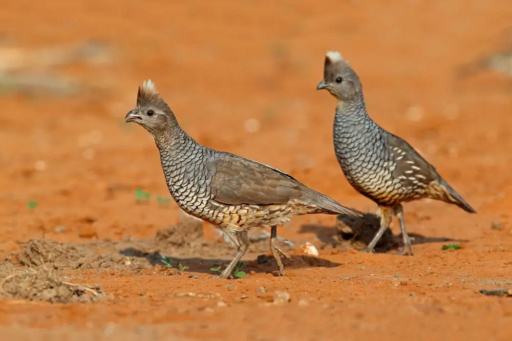 birds