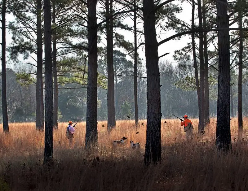 Brays Island quail covey flush