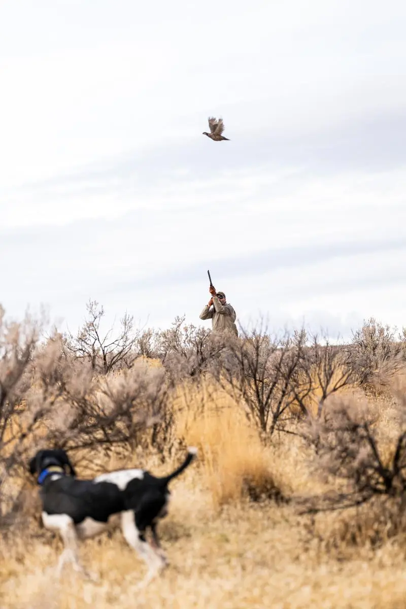 Highland Hills Ranch Valley Quail