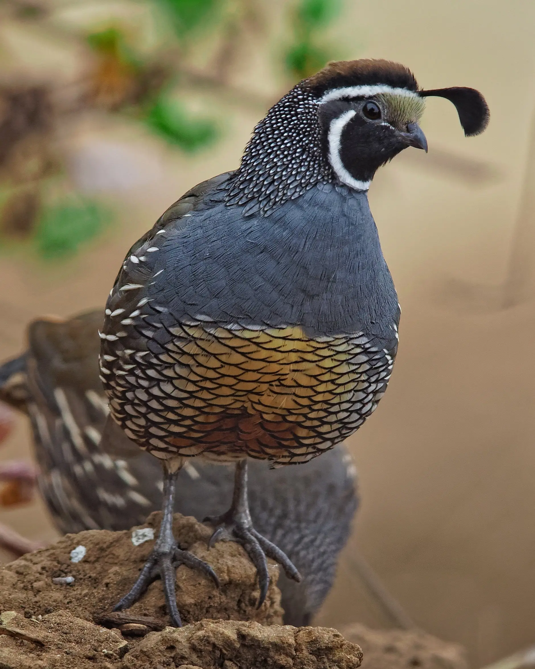 Valley Quail by David Levinson