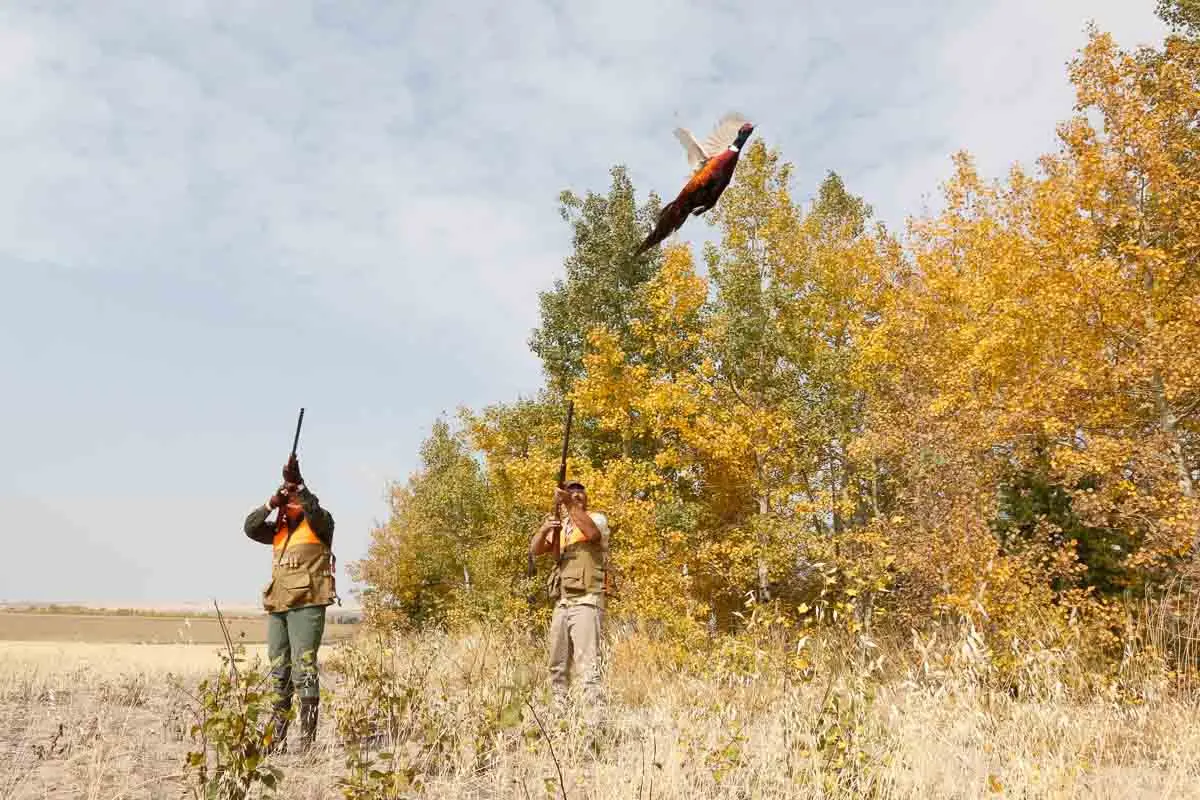Lazy Triple Creek Ranch Pheasant Hunters