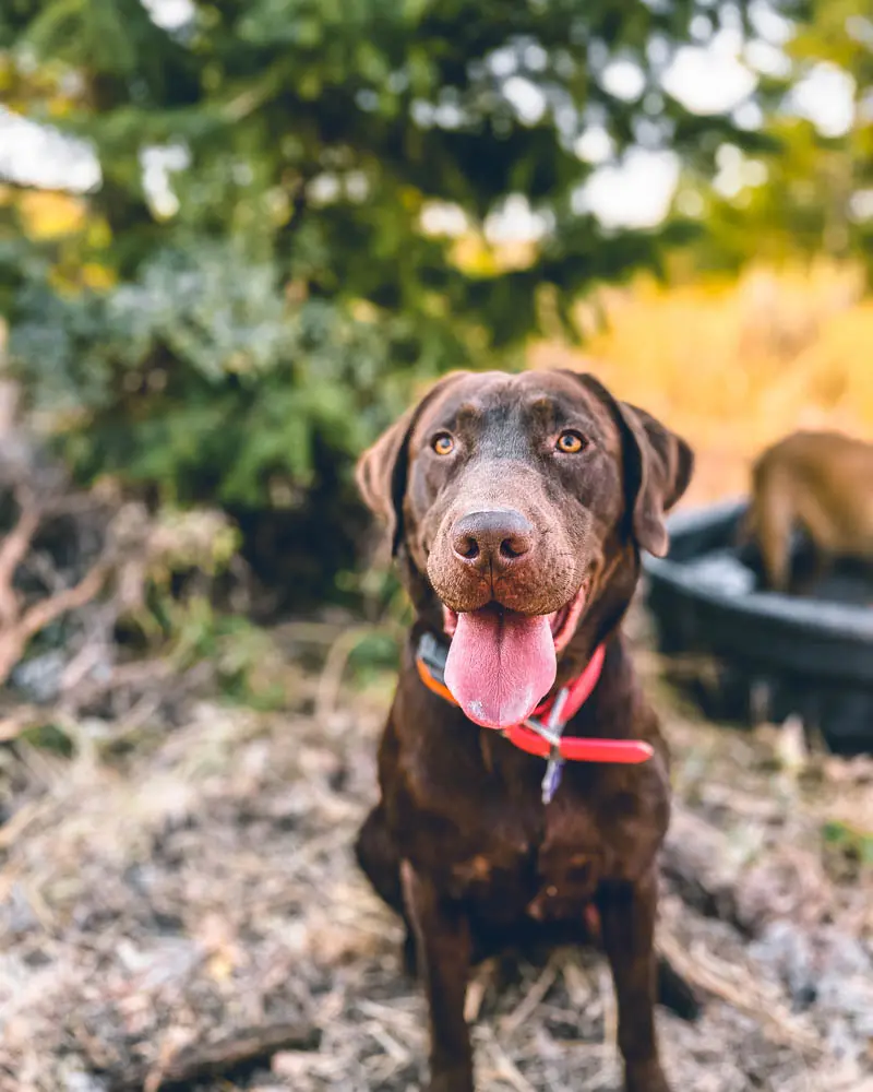 dog panting