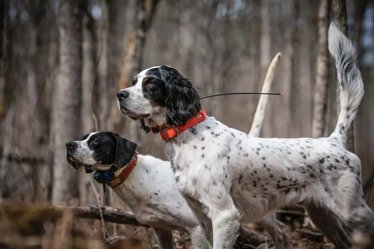 two dogs