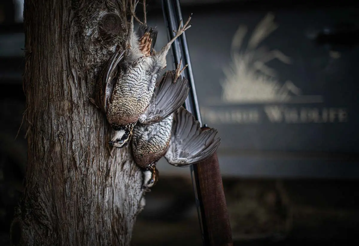 A team of field biologists, scientists and conservation and ag agencies helped to restore the quail and habitat