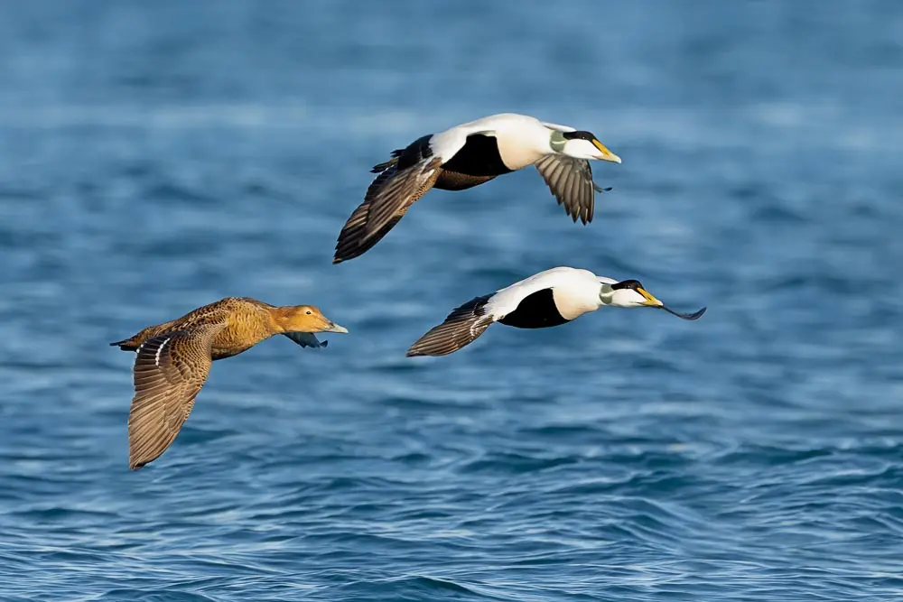birds