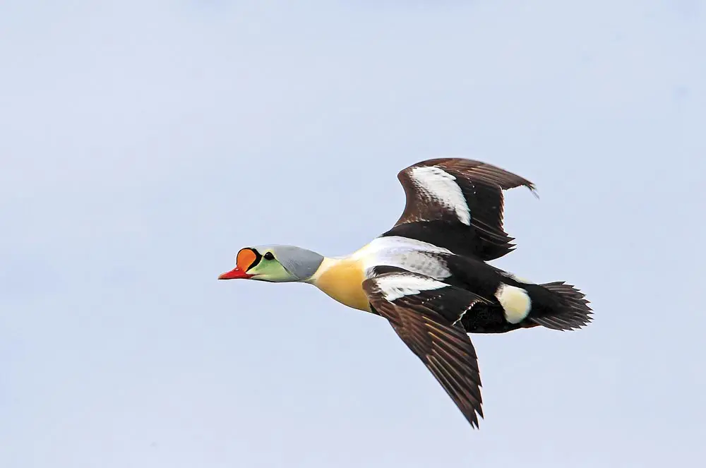 bird