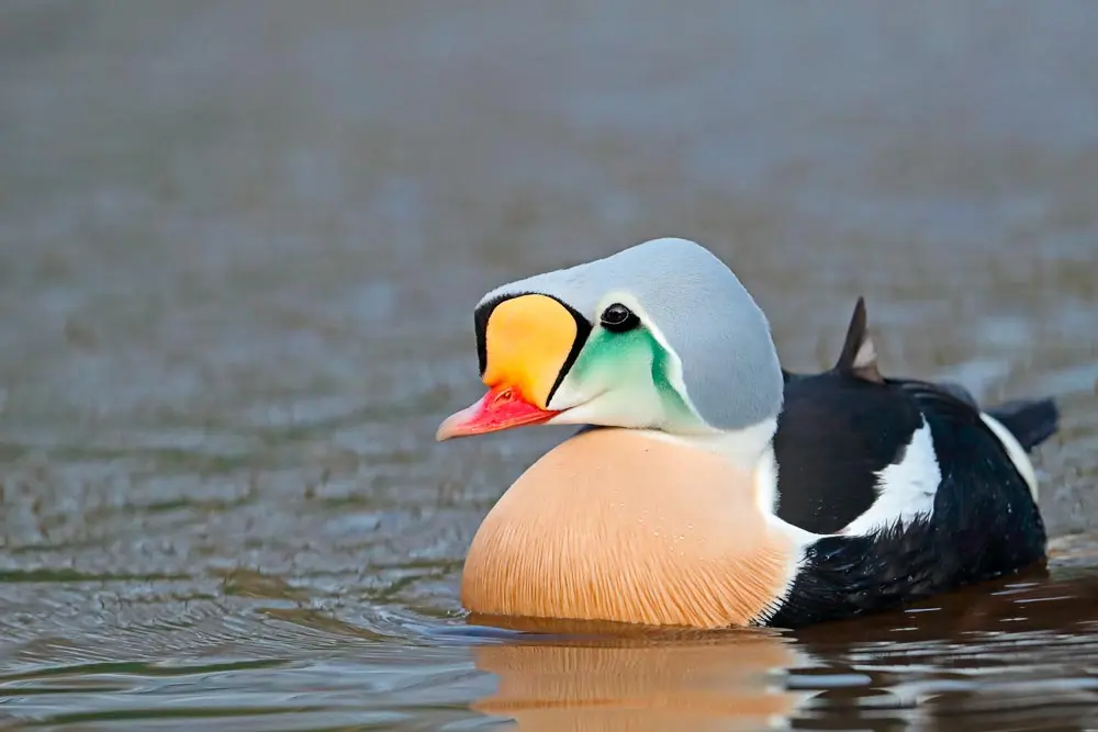 bird