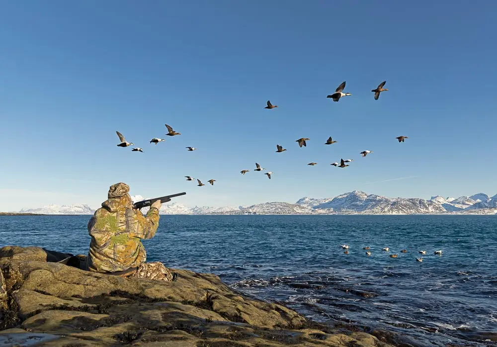 Hunter(s) shooting at Common Eiders by GaryKramer.net, 530-934-3873, gkramer@cwo.com