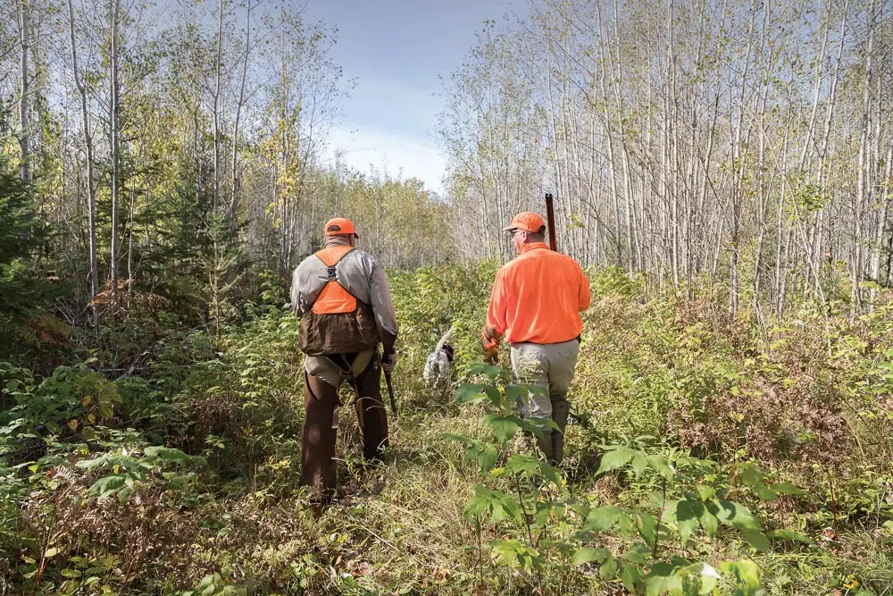 Upland hunting fall 2019 Grouse Pheasant