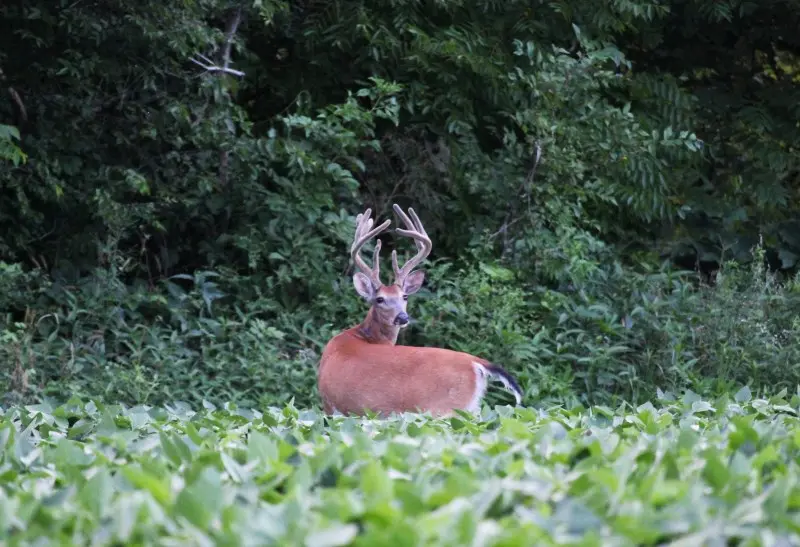 Whitetail deer buck