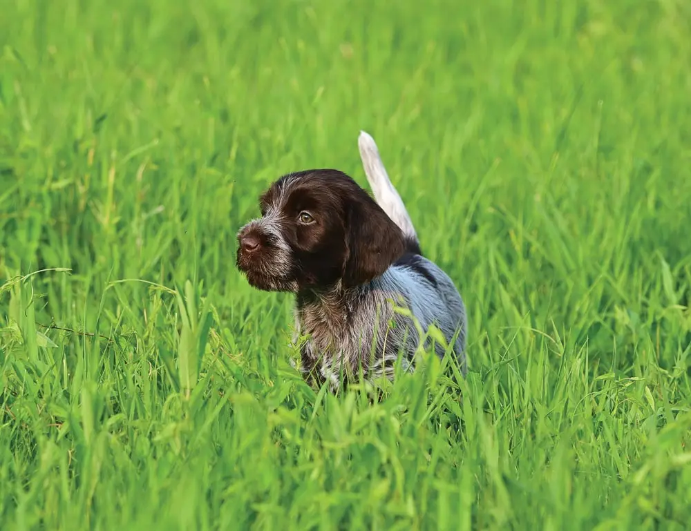 dog in grass