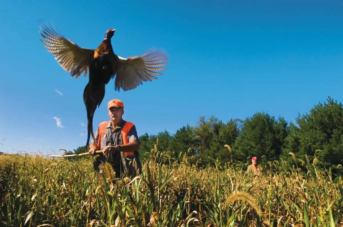 Primland Driven Shooting