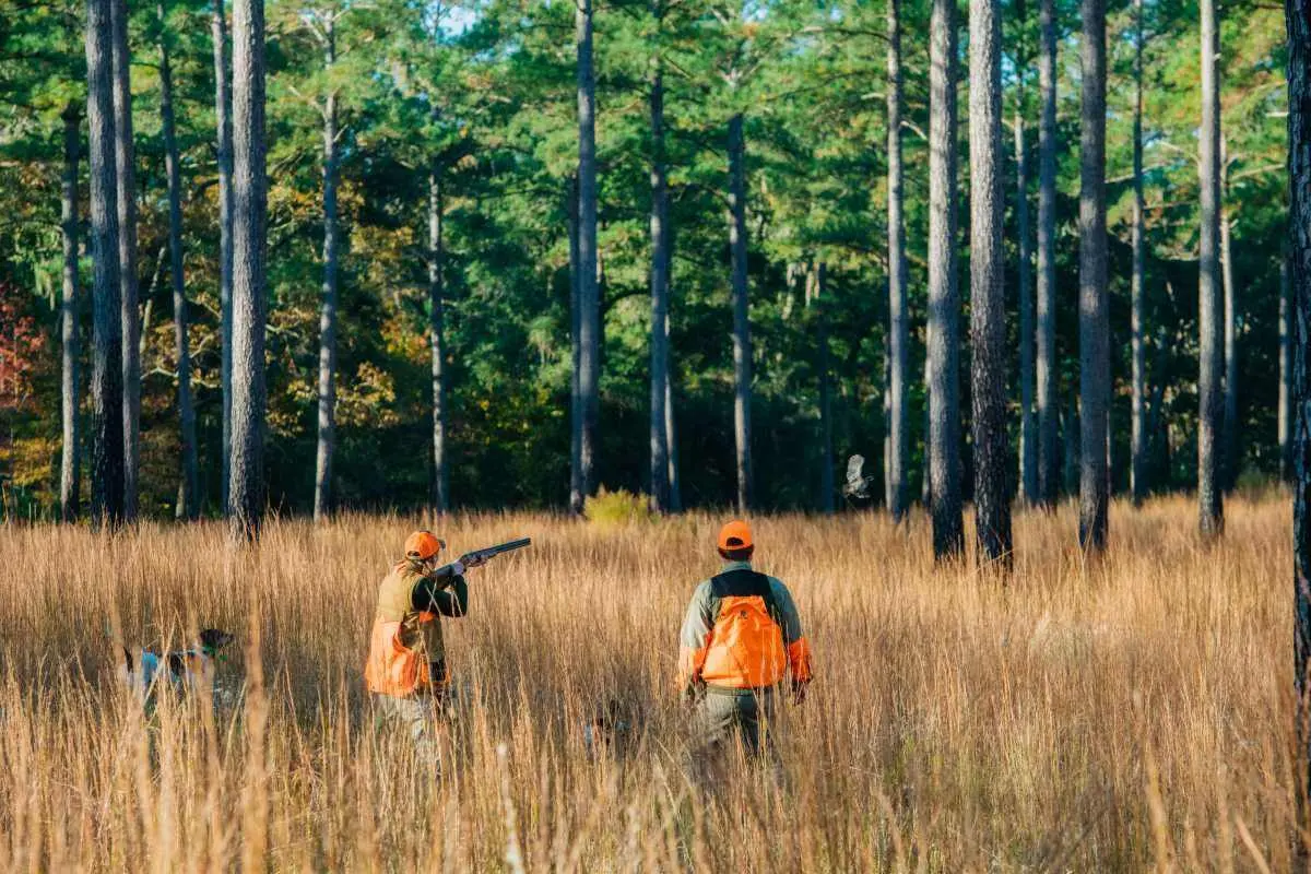 Quail Hunting At Brays Island Plantation