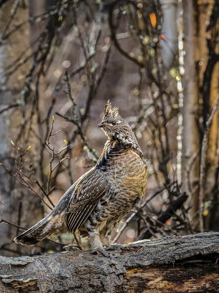 grouse