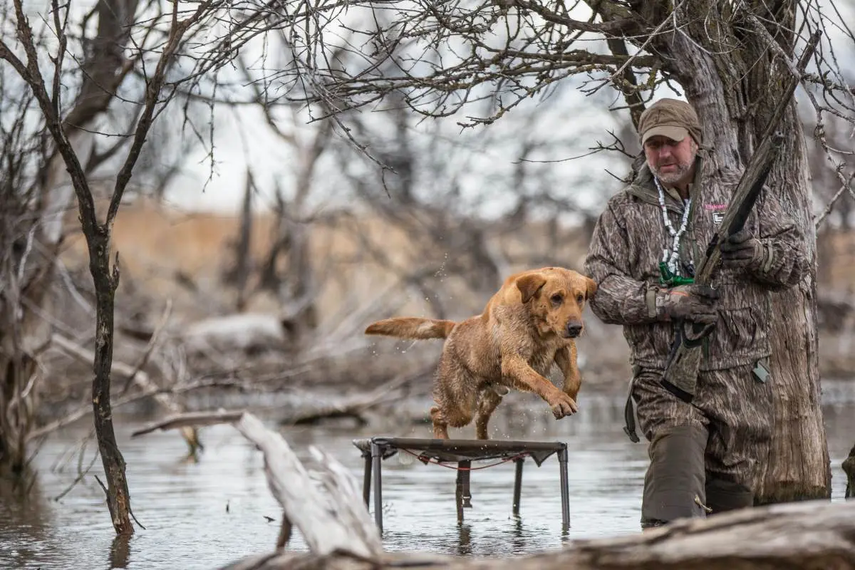 duck hunter with retriever