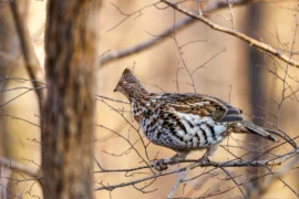 angry bird on a branch