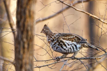 angry bird on a branch
