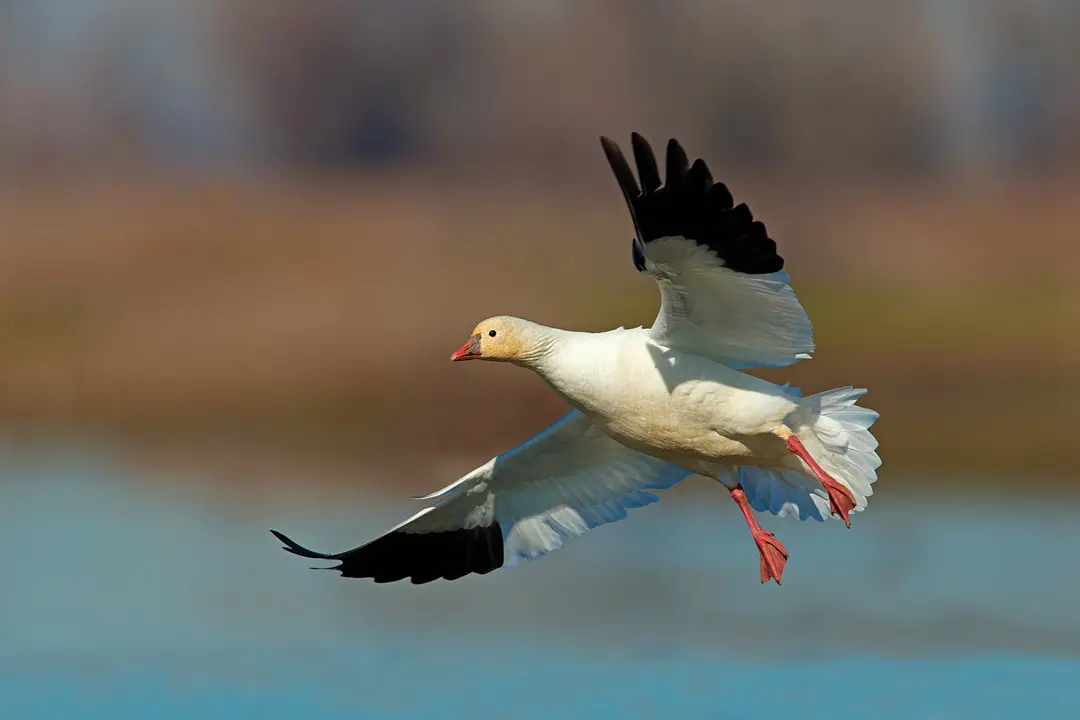 Bird flying on to the water