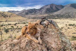 Dog perched on some rocks