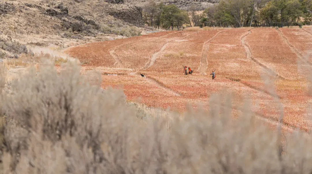 bronze fields stretching to the horizon