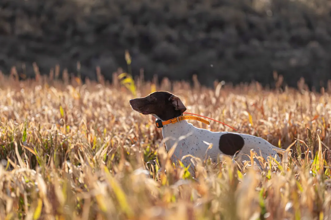 dog in a field
