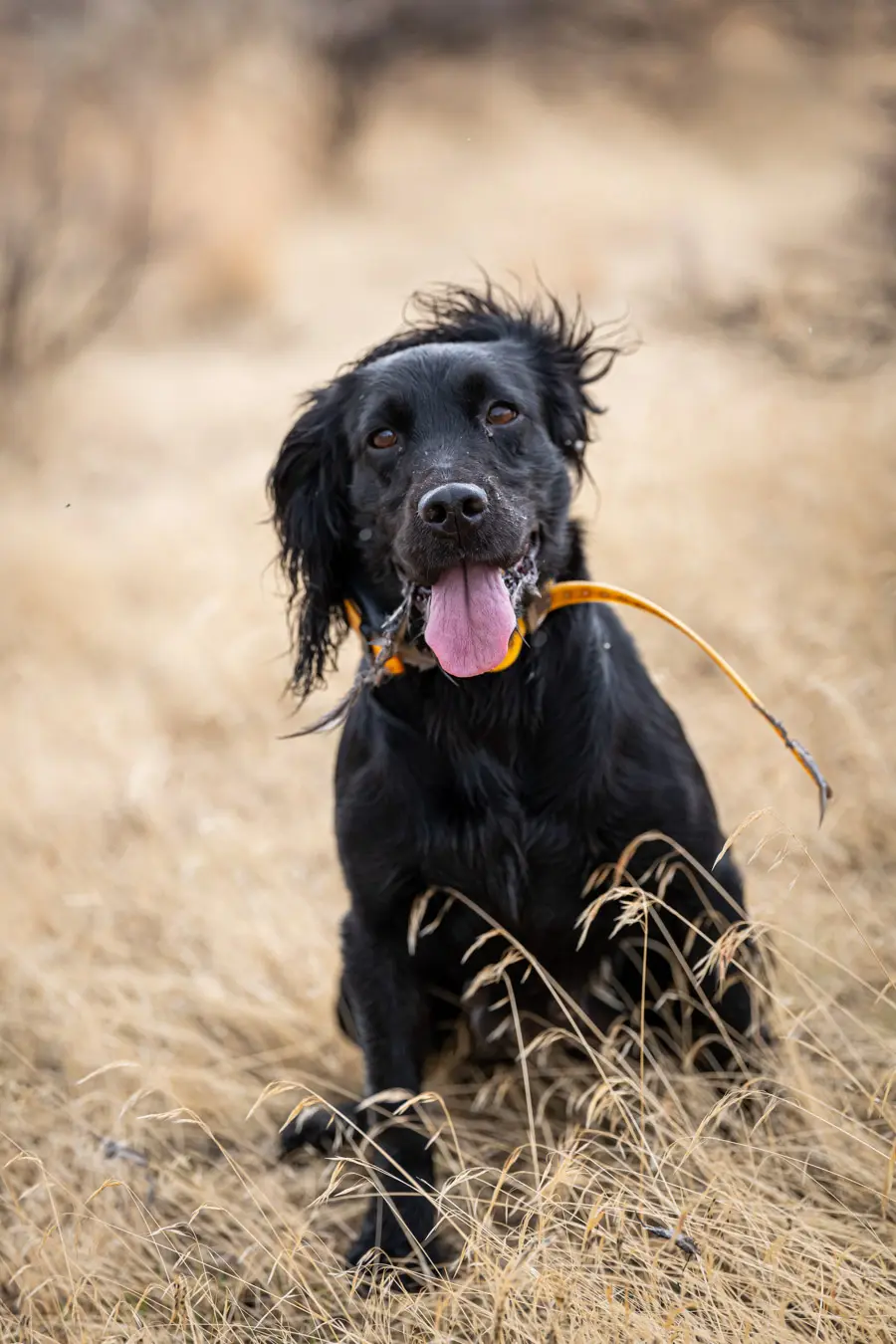 panting dog in a field