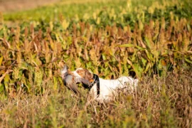 Meemo's Farm Retriever