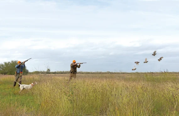 Hunter(s) w/Pointer(s) shooting at flushing Bobwhite Quail