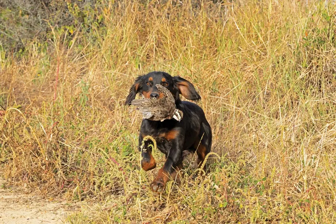 English Cocker Spaniel retrieving Bobwhite Quail