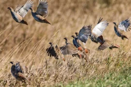 partridges in flight
