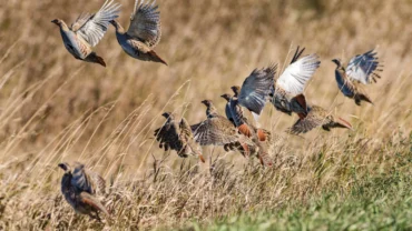partridges in flight