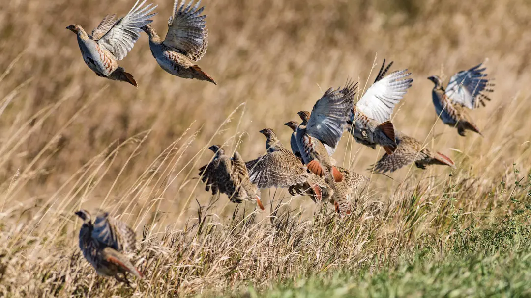 partridges in flight