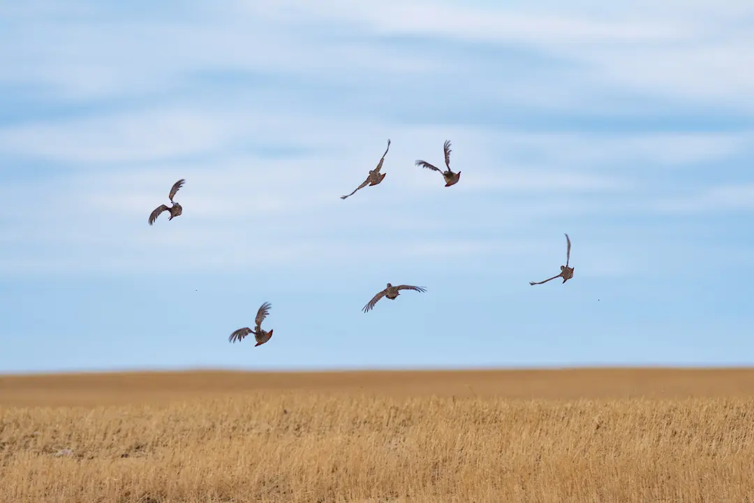 Birds flying above a field